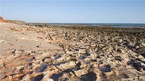 Maybe you would like to learn more about one of these? Dinosaur Footprints Lead Scientists To James Price Point Gas Hub Site Abc None Australian Broadcasting Corporation