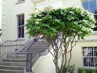 Pin Von Ulmer Baumschulen Auf Schirmform Mehrstammige Geholze Pflanzen Baumschule Garten