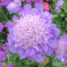 Image result for Scabiosa columbaria
