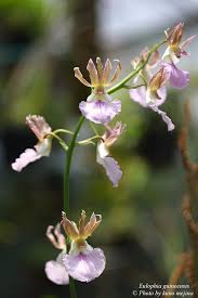 Image result for Eulophia guineensis
