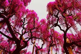 Flower Tunnel Flowers Nature Background Wallpapers On Desktop Wisteria Tree Pink Nature Tree Hd Wallpaper
