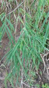 Image result for Arundinella