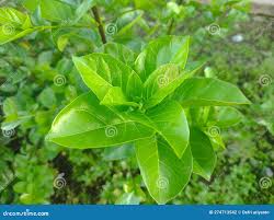 Image result for Premna serratifolia