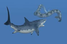 In its time, the shark would have been eating a dwarf species (now most paleontologists classify the prehistoric predator under the extinct genus carcharocles (or, more rarely. Megalodon Tier Steckbrief Fur Kinder Schule