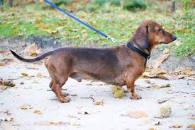 Haired, pure bred, cream miniature dachshunds. Shorthaired Dachshund Your Complete Guide To The Breed