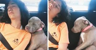 Here are 10 signs to help you determine if the puppy you are looking at is from a puppy mill or not. Adorable 3 Month Old Pit Bull Puppy Nods Off In A Funny Way And Goes Viral Bored Panda