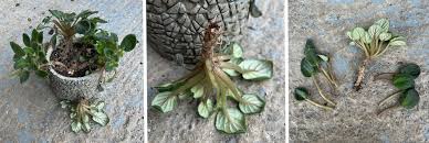 Image result for Saintpauliopsis