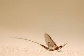 Black And Yellow Dragonfly With Long Tail Mayfly Ephemeroptera 1 Mayfly Aquatic Insects Damselfly