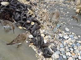 Es ist das größte wattenmeer der welt. Bild Tiere Aus Dem Nationalpark Wattenmeer Zu Nationalpark Haus Wangerland In Wangerland