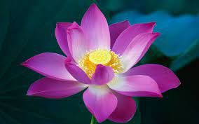 We did not find results for: Pink Lotus Flower Chicago Council Of Lawyers