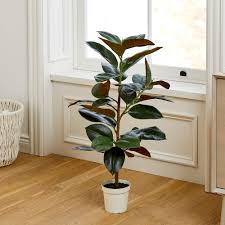 Water plants garden plants indoor plants ficus elastica house plants decor plant decor plantar mango rubber plant care avocado plant. Faux Potted Rubber Tree