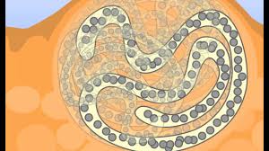 Image result for Eriochloa rovumensis