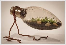 Terrarium Sagina Subulata Terrarium Terrarium Stand Plants In Jars
