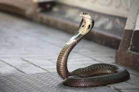 What Is A Naga In Hinduism Naga Means Cobra In Sanskrit And In Hinduism And Allied Religions Like Jainism And Buddhi Snake Venomous Animals King Cobra Snake
