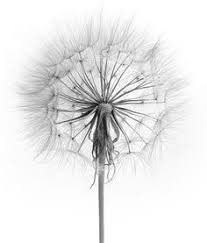 Deze kleurplaat is daarnaast geschikt voor alle leeftijden, en niet alleen voor kinderen. 21 Ideeen Over Dandelion Paardebloem Paardenbloem Macrofotografie