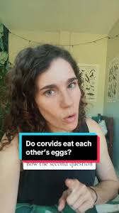 Its a real bird eat bird world #CrowTok #Corvid #Crow #Raven #Scicomm  #Nature