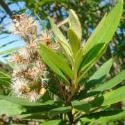 Image result for Brachylaena discolor