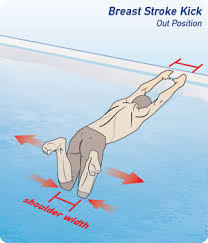 In breaststroke swimming, the main muscle groups involved are going to be the chest, biceps, triceps, abdominals, hip muscles, quadriceps, lats, glutes, hamstrings, and calves. How To Kick Breaststroke