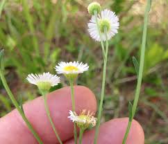 Image result for Oxyanthus strigosus