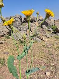 Image result for Taraxacum sp.