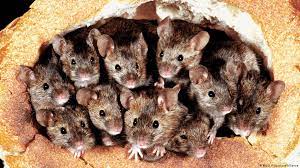 A bumper grain harvest has boosted the number of the rodents in the. Australia Plague Of Mice Ravages New South Wales News Dw 19 03 2021
