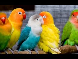 Maybe you would like to learn more about one of these? Pet Shops Near Me That Sell Birds Pet S Gallery
