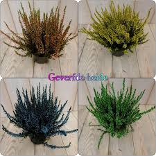 Pin Van Erica Duyck Op Erica Planten Groen Kransen