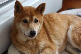 Adopt Amai On Petfinder Dog Allergies Dog Adoption Help Homeless Pets