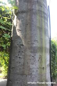 Image result for Hymenaea courbaril