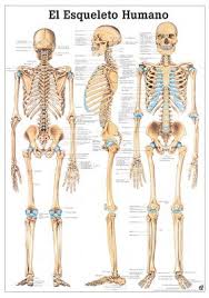 There are over one billion cells in each human body. Amazon Com The Human Skeleton Laminated Anatomy Chart El Esqueleto Humano In Spanish Industrial Scientific