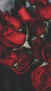 Roses and flowers & wallpaper. 860 Red Roses Any Time Ideas In 2021 Red Roses Rose Single Red Rose