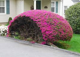 Remove two or three of the tallest branches, taking care to cut back to a side branch which is heading in the desired direction. Pruning Versus Trimming What S The Difference The Complete Pruning Guide
