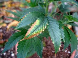 We did not find results for: What Causes Brown Edges On Leaves Of Plants Dummer Garden Manage Gfinger Is The Best Garden Manage App