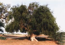 Image result for Salvadora australis