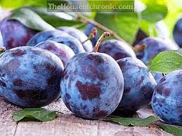 البرقوق ussuriisk وصف متنوعة ومراجعات بستنة 2021