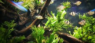 Keep reading to learn tips from our horticulture reviewer how often to change the water in your underwater bamboo plant. Best Place To Buy Aquarium Plants