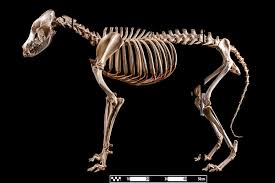 We did not find results for: Category Mixed Breed Dogs Wikimedia Commons