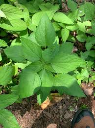 Image result for Acalypha lanceolata