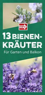 13 Bienenfreundliche Krauter Fur Garten Und Balkon Utopia De Bienenfreundliche Pflanzen Lavendel Pflanzen Bienen