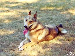 Image result for západosibiřská lajka