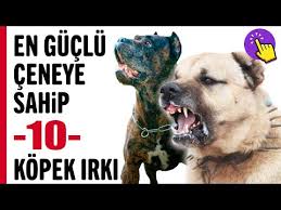 Yasaklanmis 10 Kopek Irki Hayvanlar Alemi Aklinda Olsun Youtube