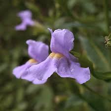 Image result for Mimulus