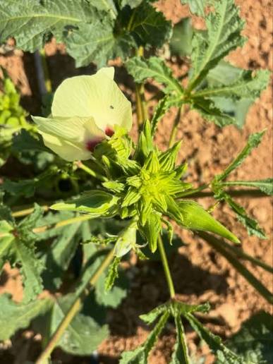 Okra // Μπάμια I honestly think the okra plant is one of the most beautiful edible plants there is. First comes this soft yellow flower, almost like a hibiscus. Then the okra