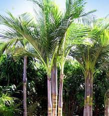 Hugedomains Com Palm Garden Palm Trees Gorgeous Gardens