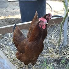 Viking red marketed by viking genetics includes bulls from sweden, denmark and… Rhode Island Red Chicken Breed Guide Know Your Chickens