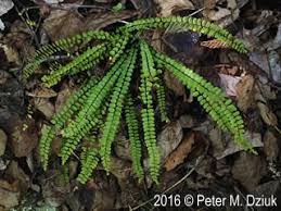 Image result for Asplenium mannii