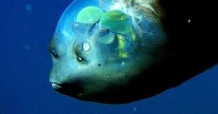 Eyes Of Barreleye Fish Rotate Inside Its Head Deep Sea Creatures Fish Animals