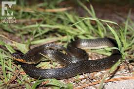 Pdf | on jan 1, 2016, andrew m grosse and others published regina rigida rigida (glossy crayfish snake). Pin On Amphibians Reptiles Herpetology