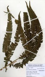Image result for Cyclosorus striatus