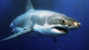 Great whites are all about power and speed. Why Are More Great White Sharks Showing Up In The Gulf